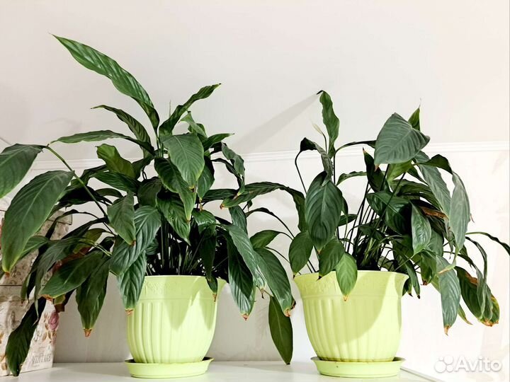 Спатифиллум большой