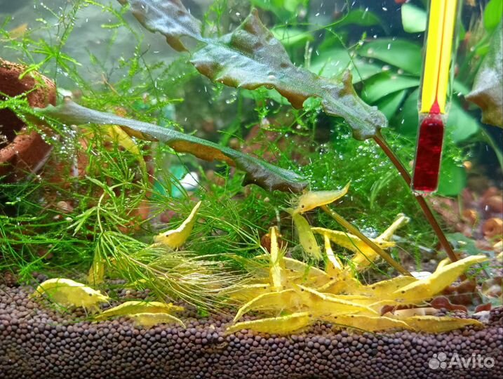 Креветки жёлтые