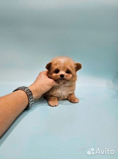 Maltipoo супер мини мальчик