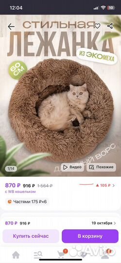 Шотландская прямоухая кошка