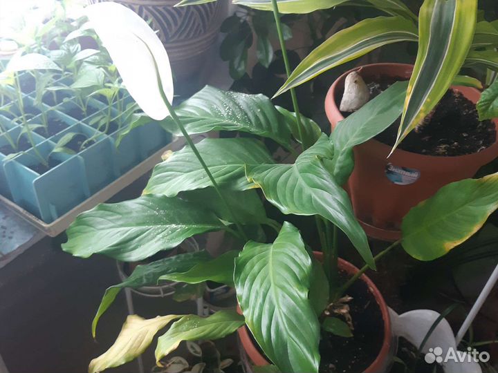 Каланхоэ, фикус, рождественка