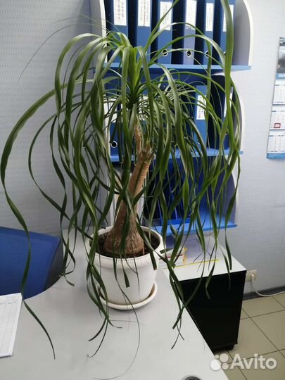 Бокарнея (Нолина)