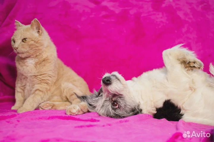 Кошки в добрые руки бесплатно