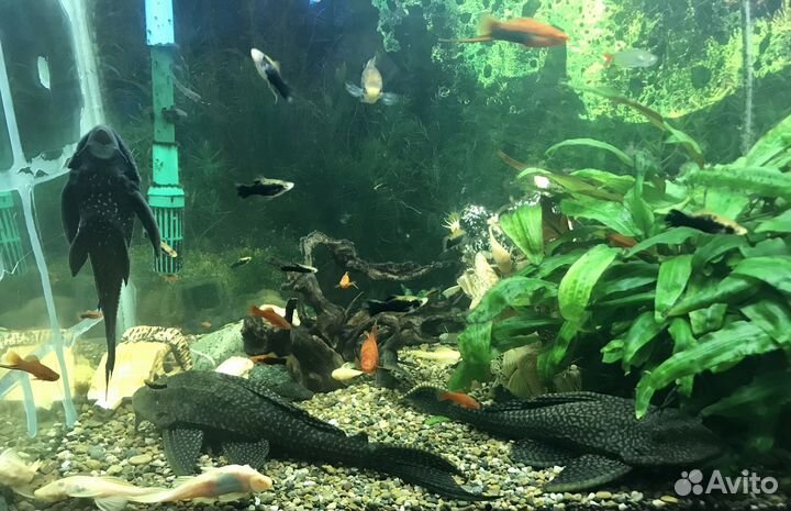 Аквариум