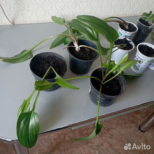 Цветок женское счастье