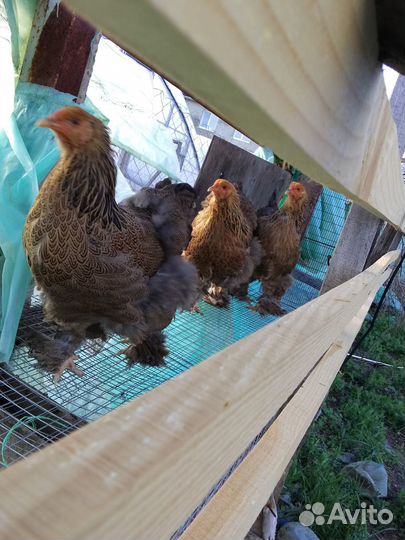 Брама цыплята куры молодки