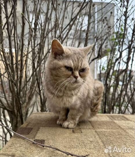 Кошка в дар