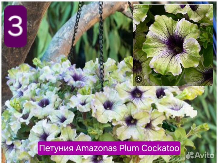 Вегетативная петуния