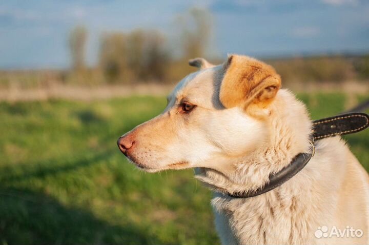Собака из приюта светлая в добрые руки