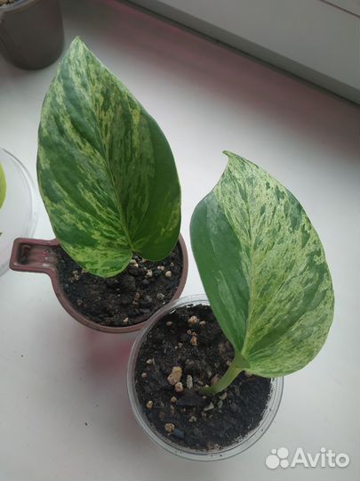 Комнатные цветы