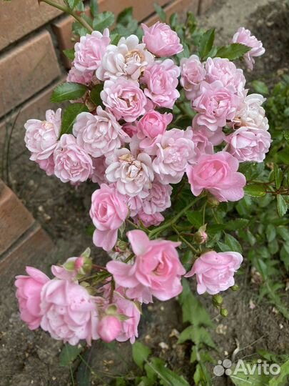 Роза бордюрная