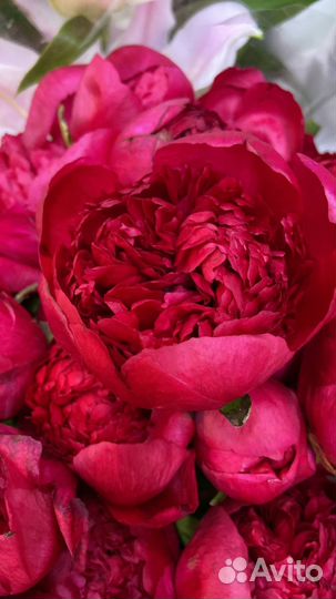 Букет из пионов Сара бернар 45 шт