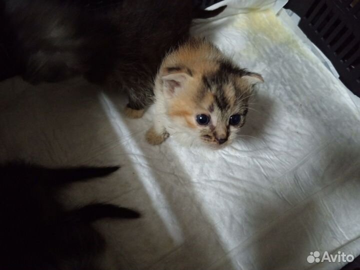 Котята в добрые руки