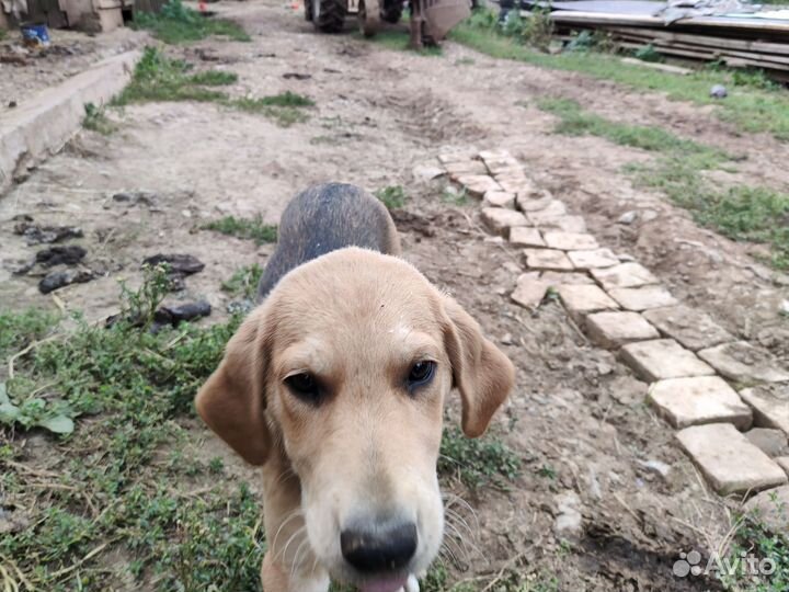 Щенки русской гончей