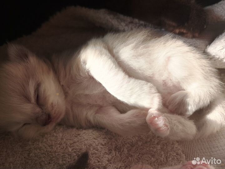 Котята в добрые руки бесплатно