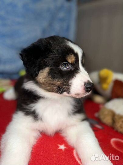 Щенки аусси