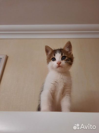 Котёнок мальчик