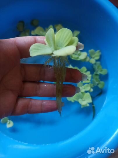 Пистия, порядка 40 кустиковй