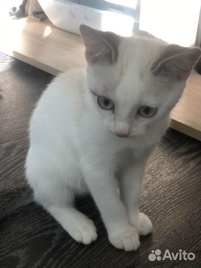 Котенок мальчик ищет семью