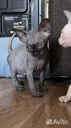 Канадский сфинкс котенок девочка