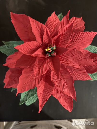 Пуансеттия