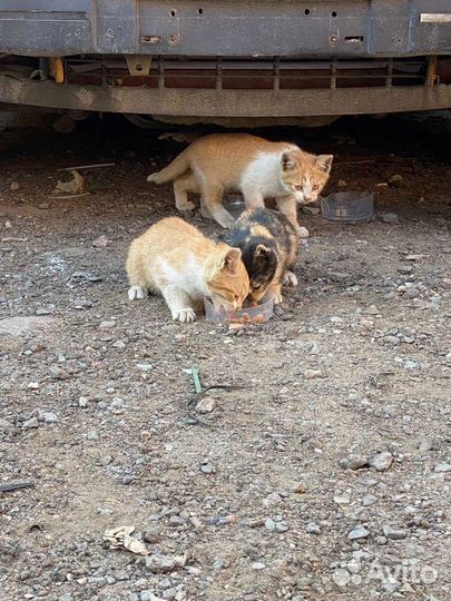 Кошки бесплатно