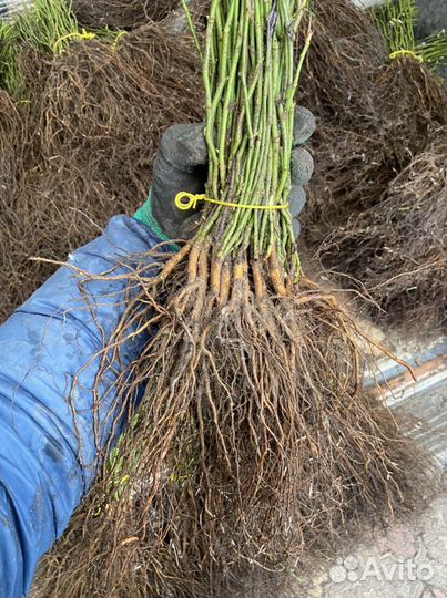 Шиповник лакса