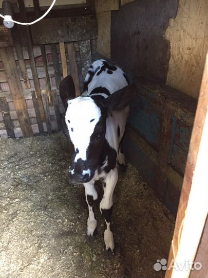 Продается телка 20 дней