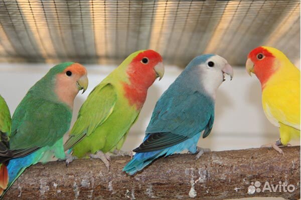 Голубые неразлучники, птенцы