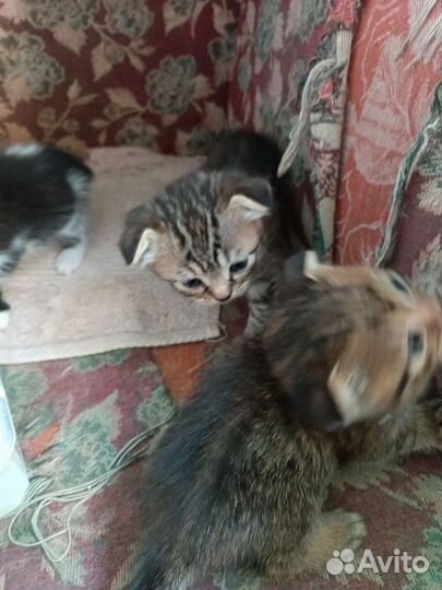 Кошка