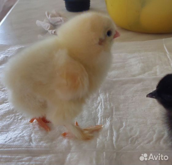 Цыплята суточные