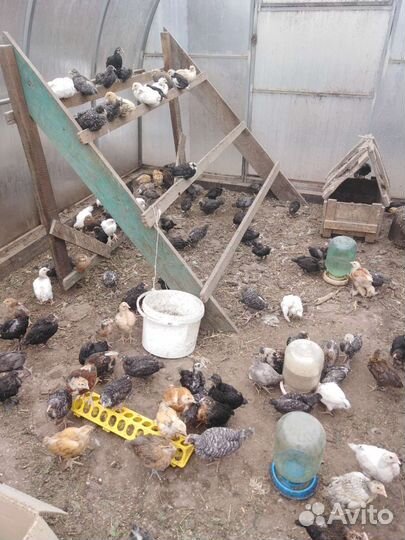 Цыплята от несушук с пасхальными яйцами