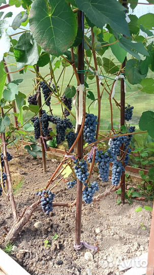 Саженцы винограда изабелла