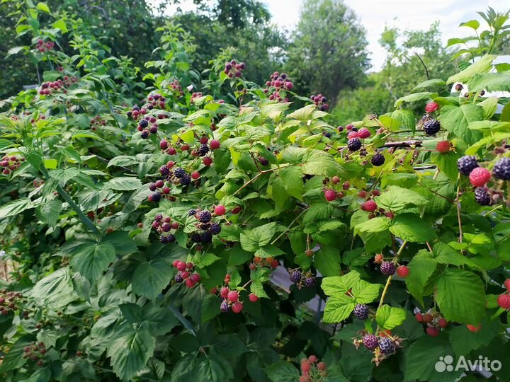 Черная малина Кумберленд