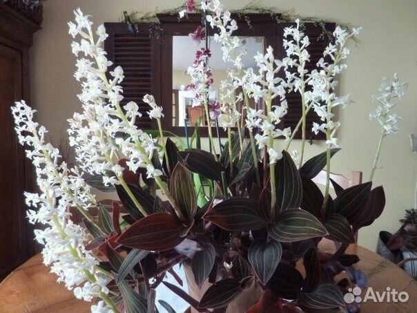 Комнатные растения