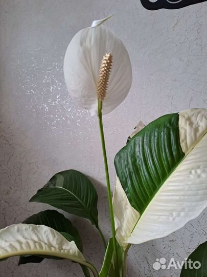Спатифиллум пикассо