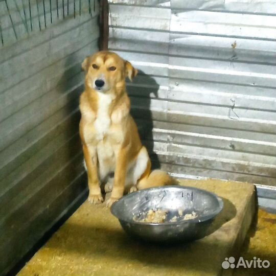 Собака в отлове