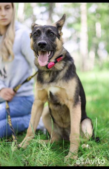 Отдам в добрые руки собаку Дафну