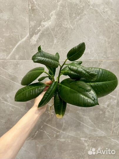 Фикус эластика