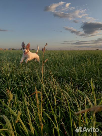 Джек рассел терьер
