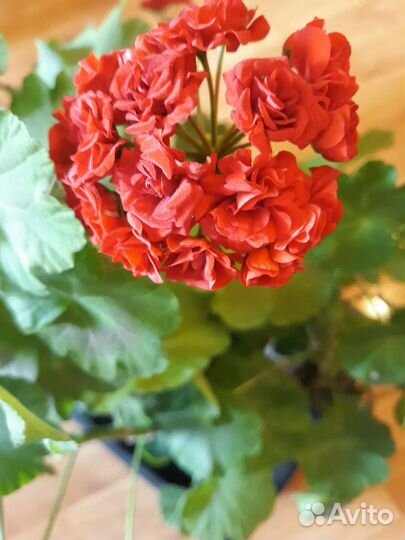 Пеларгония герань сортовая
