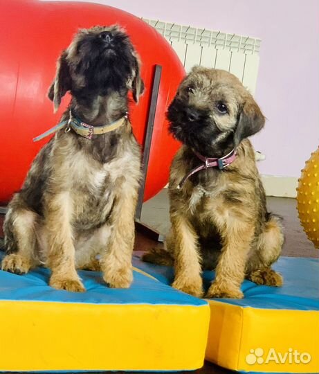 Щенки бордер терьера