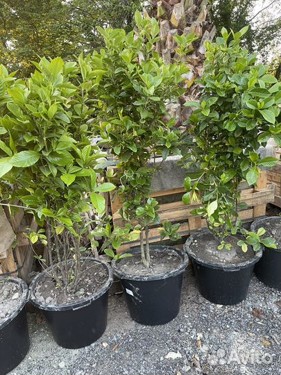 Гардения жасминовидная