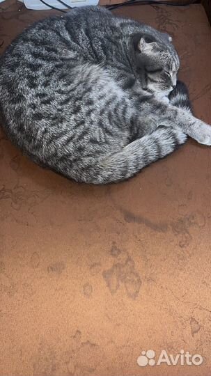 Отдам котенка девочка