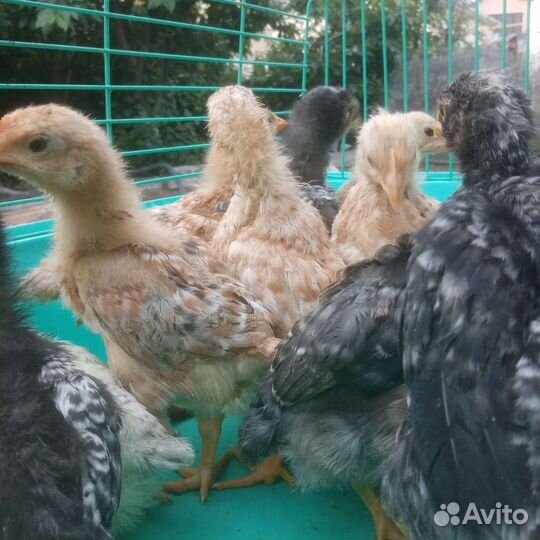 Цыплята доминант