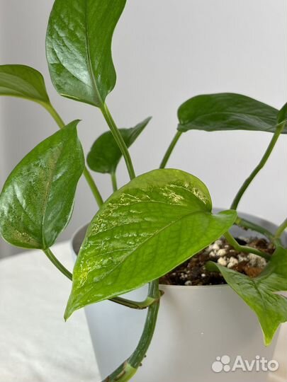 Эпипремнум Пиннатум Блю Форм