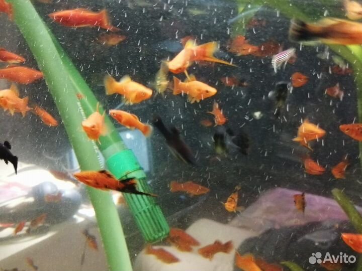 Меченосцы и моллинезии