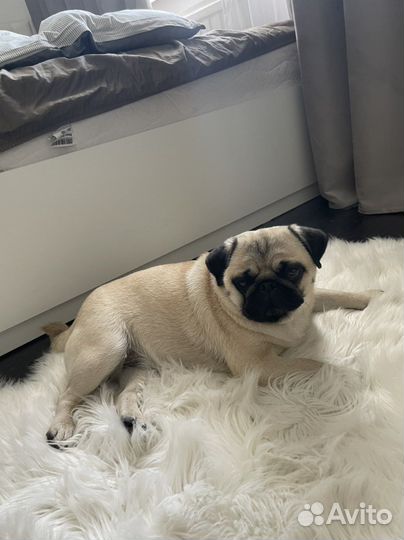 Догситтер. Передержка собак. Передержка животных