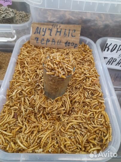 Корма для рыбок, ежей,рептилий и других