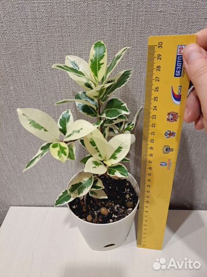 Фикус Альба